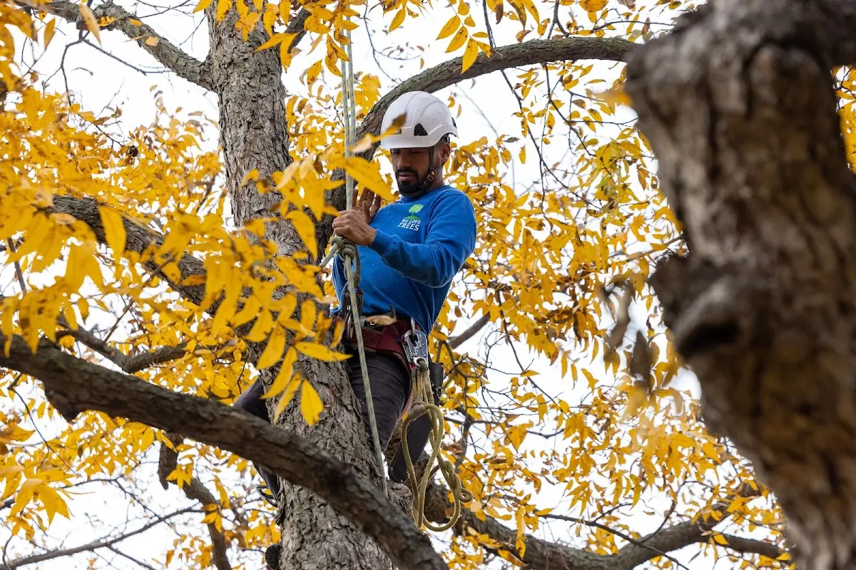 Skilled Tree Trimming crew working in Batesville